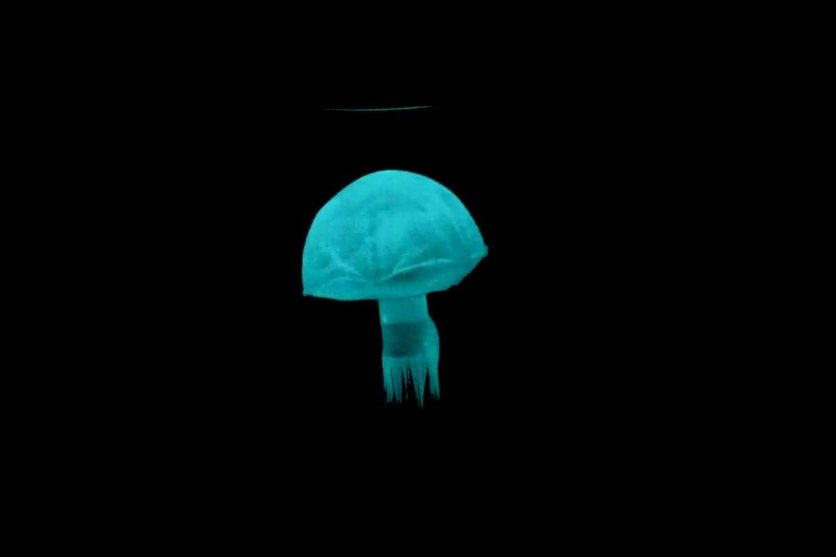<b>“机器人血液”为软体水母和蠕虫机器人提供动</b>